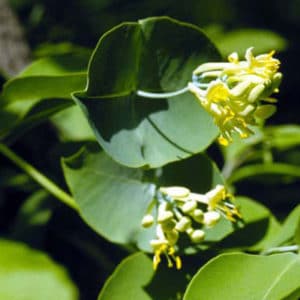 KINTZLEY’S GHOST HONEYSUCKLE