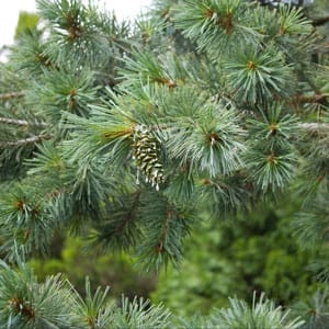 southwestern pine - close up