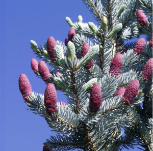 Colorado Blue Spruce