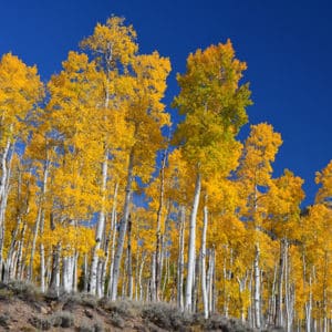 Aspen trees
