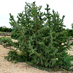bristlecone pine