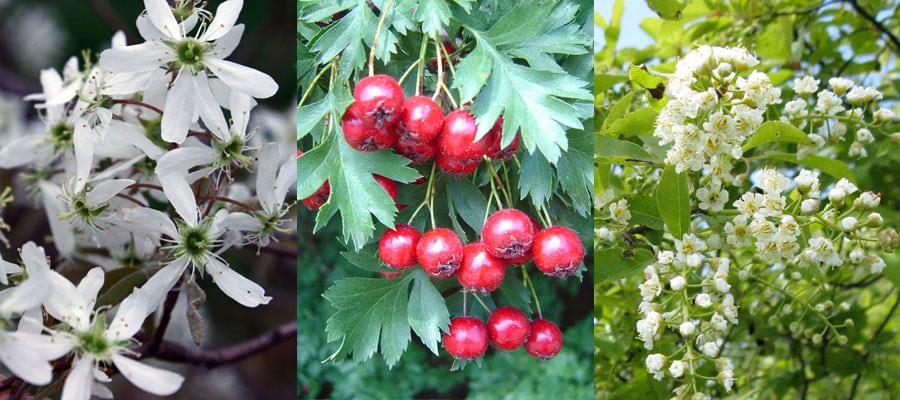 serviceberry russian hawthorne canada red cherry