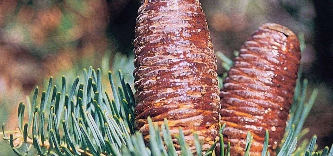 White Fir (Abies concolor subsp. concolor) aka Colorado Fir, Balsam Fir
