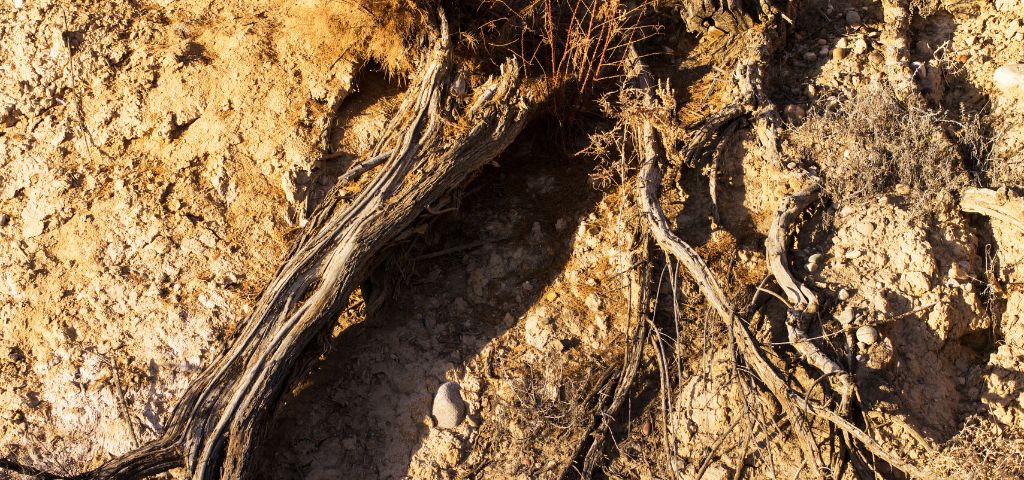 Dead tree roots can be a sign that a tree may fall. 