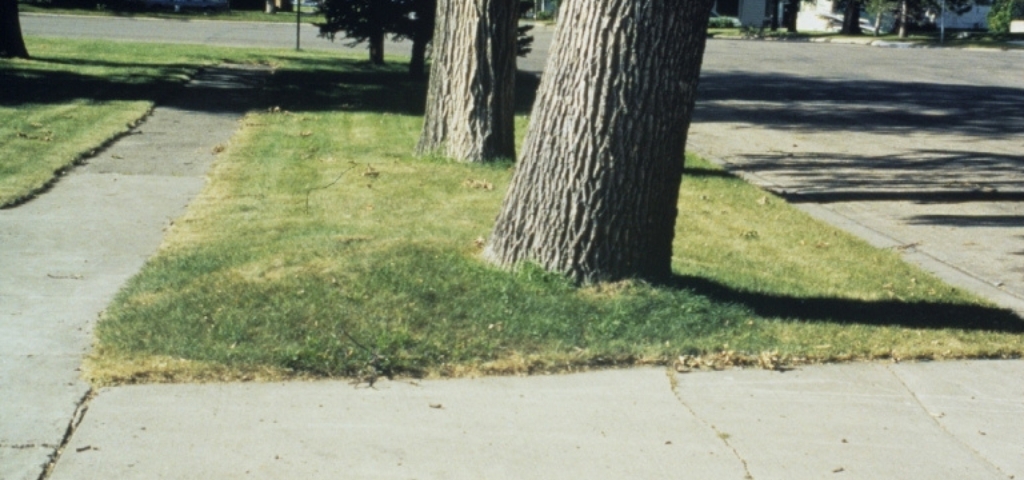 Ground heaving causing a tree to tilt in Colorado.